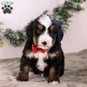 Bo0boo, Bernedoodle Puppy